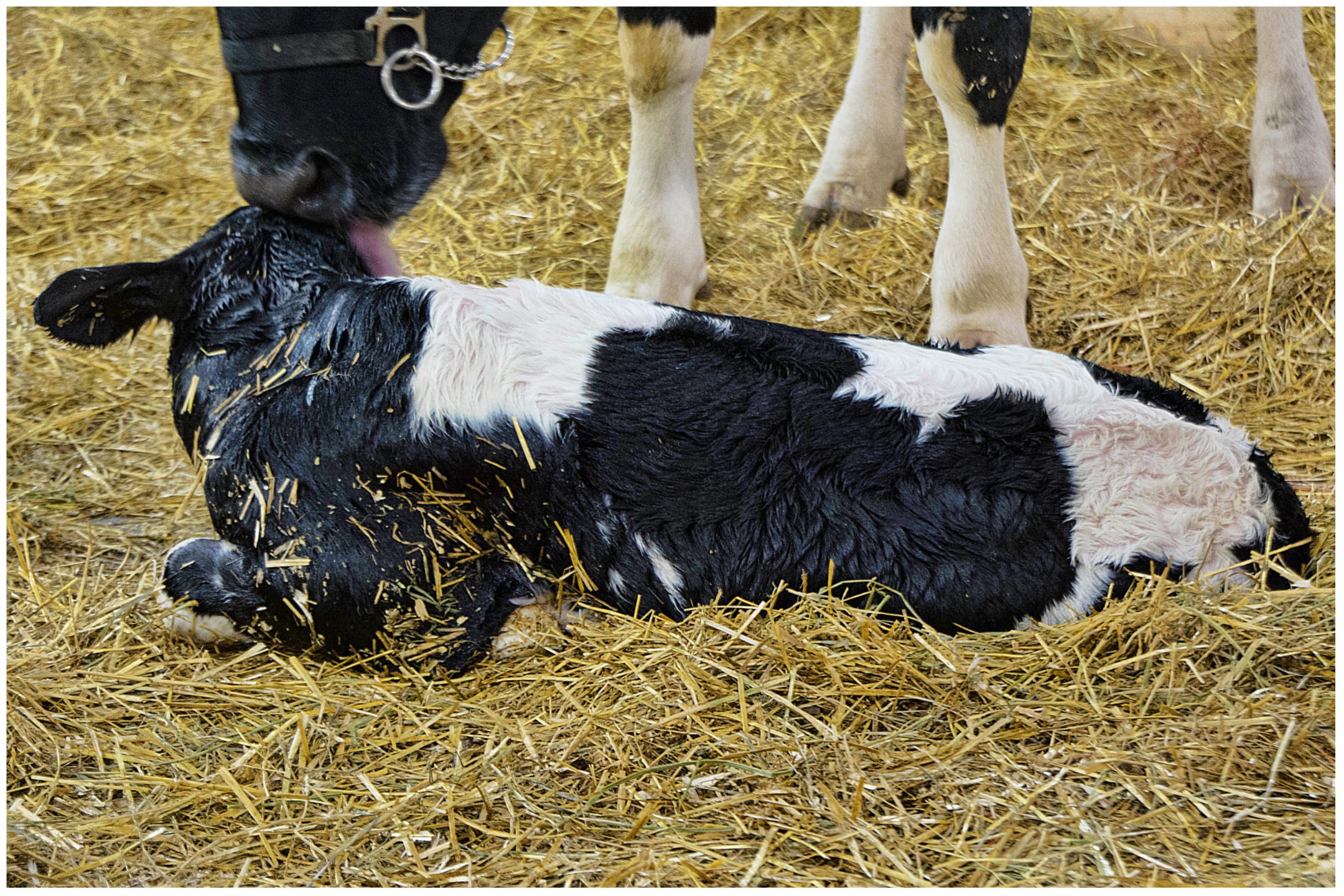 Rare Two-Headed Calf Born at Farm Stuns Internet - Newsweek