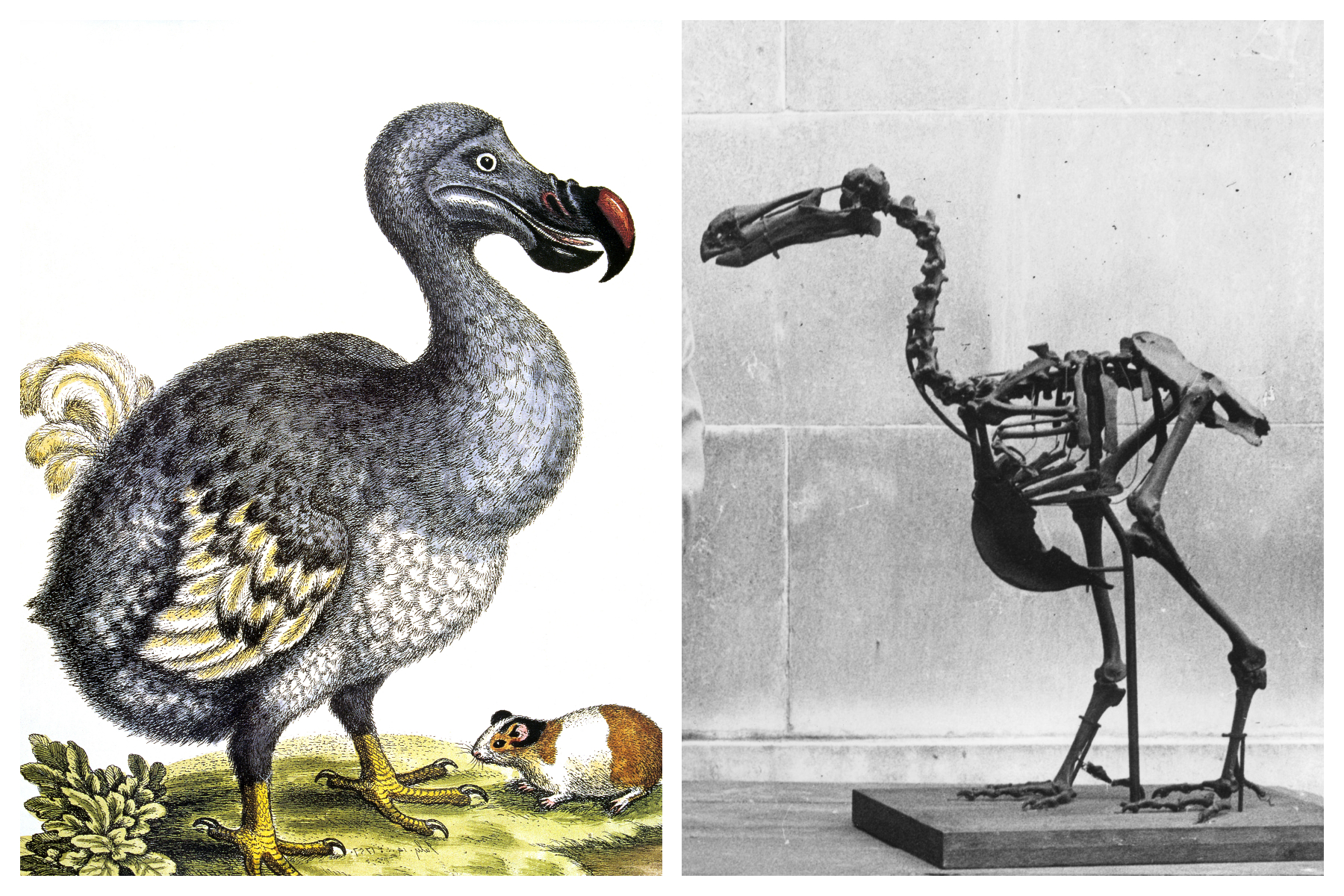 2189354-dodo-de-extinction.jpg