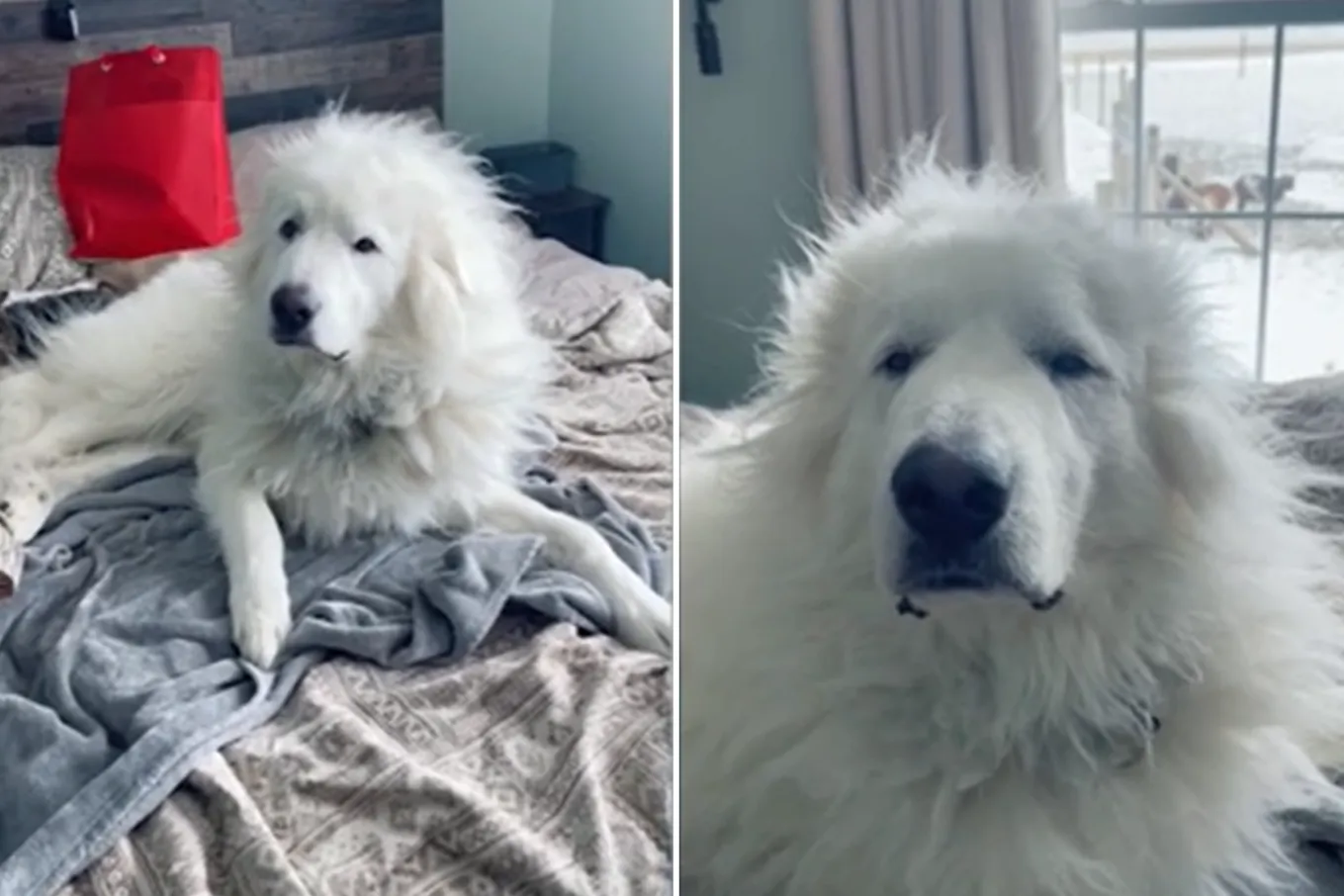Dog Ruff Morning Giant Fluffy Dog’s Morning Hair Delights Internet: ‘Had a Ruff Night ...