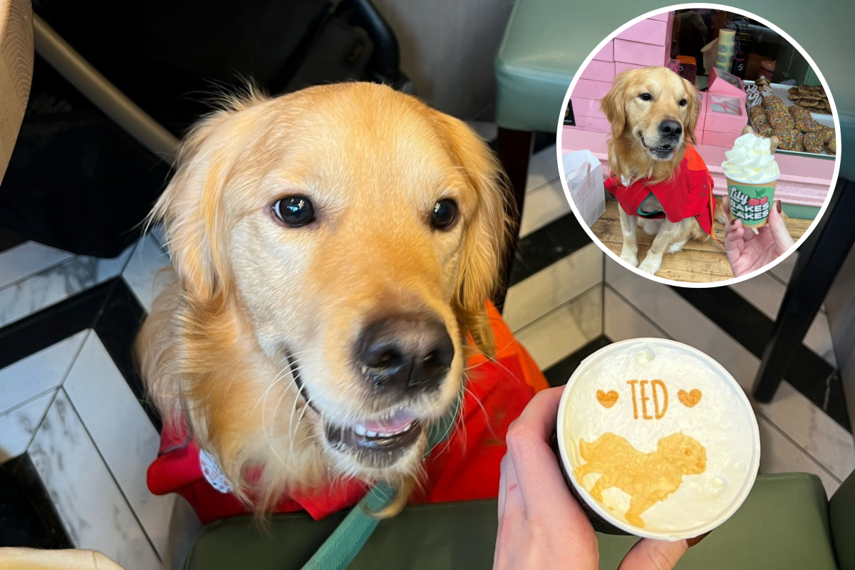 Tears As Terminally Ill Golden Retriever Fulfils His Dream Bucket List