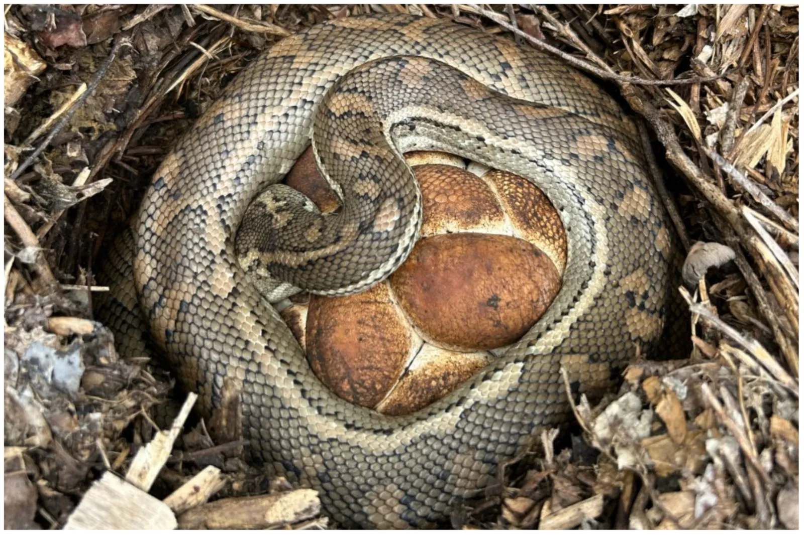 Easter Python Snake The Reason Why This Snake Looks Like It’s Hugging a Loaf of Bread ...