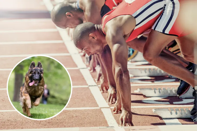 Hilarious Moment Random Dog Joins Students’ Track Race: ‘Dopamine Boost ...
