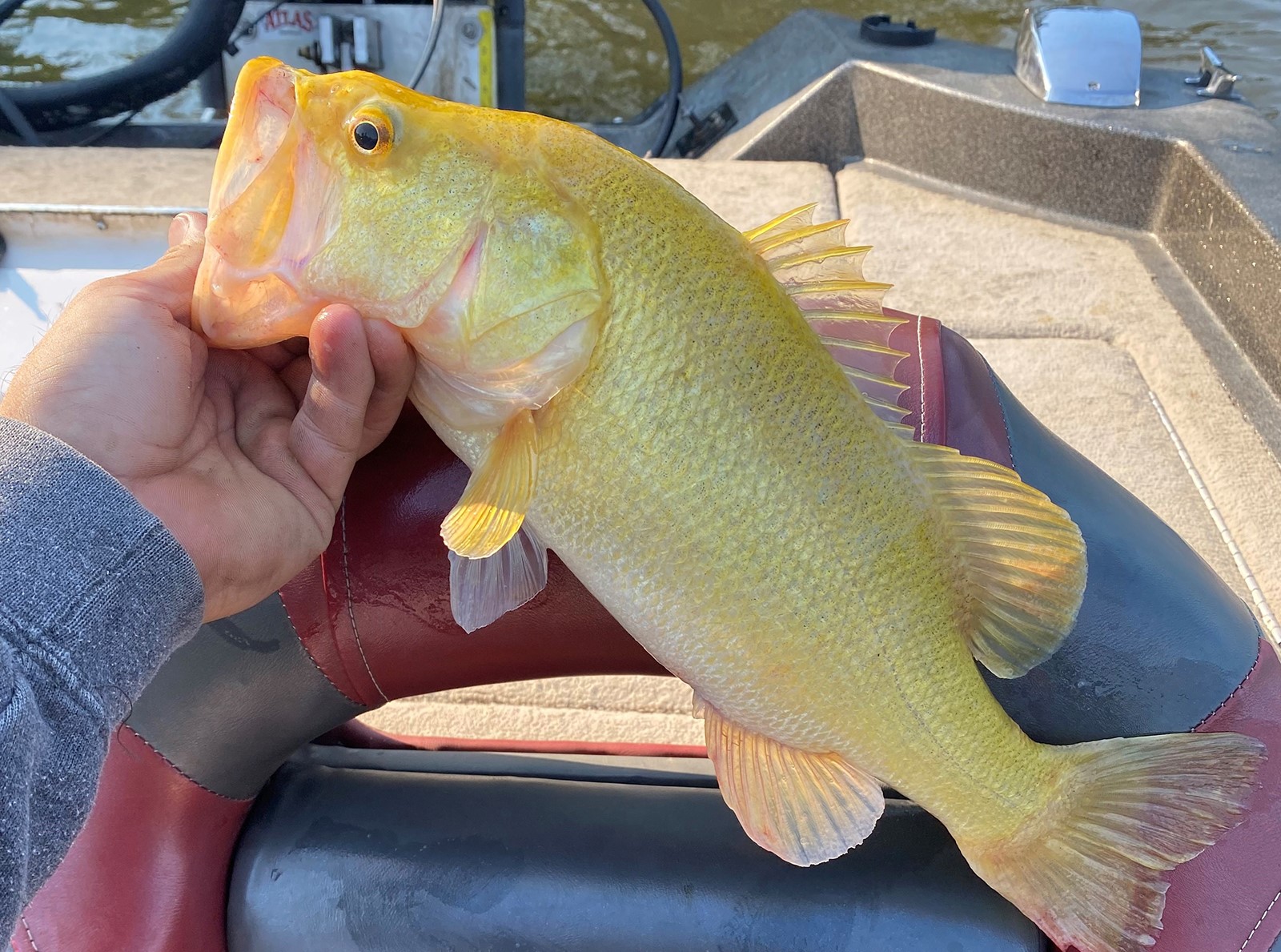 Extremely Rare Fish With Mutation Caught in Virginia, Returned to
