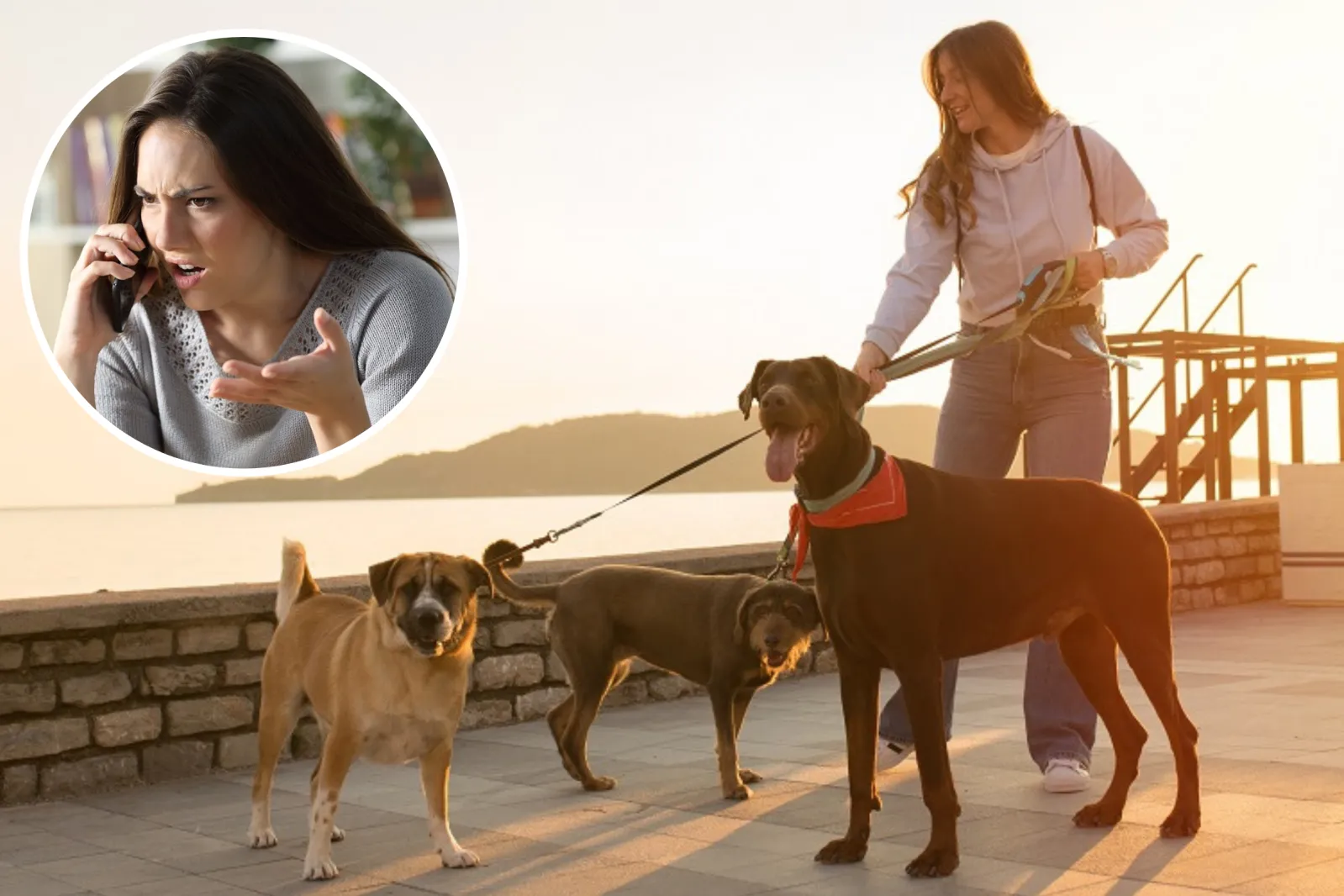 Refusing Dog Dog Sitter’s Reason for Refusing To Look After Friend’s Rescue Pups ...
