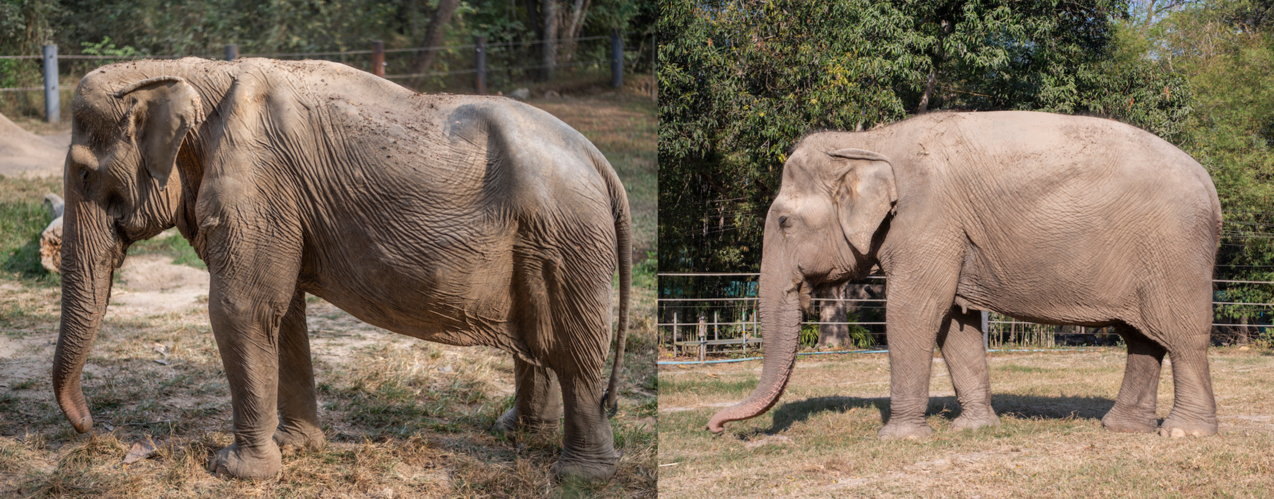 Elephant That Carried Tourists for 25 Years Now Lives With Caved