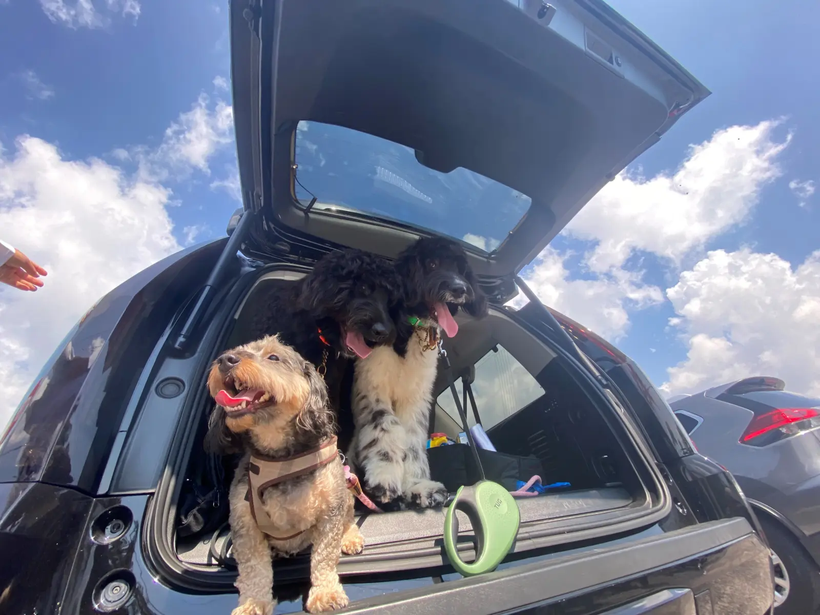 How Long Can a Dog Be in a Car: Essential Safety Tips