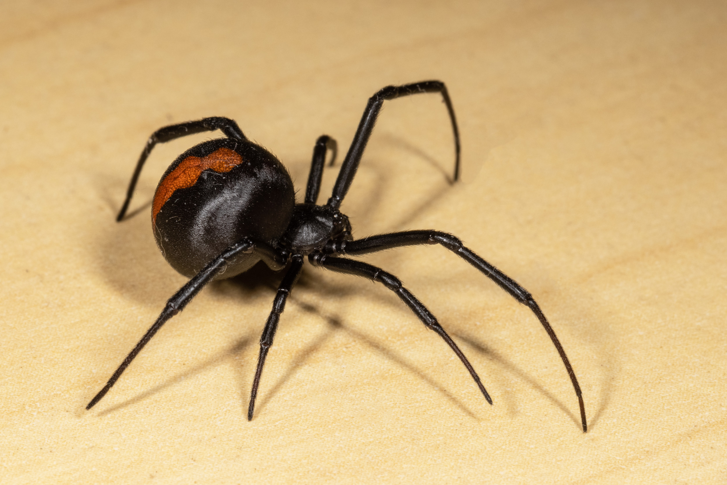 Deadly Venomous Spiders Found in Bags of Grocery Store Grapes