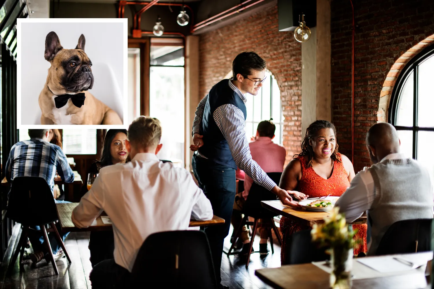 dressed up like a dog's dinner Dressed Like A Dog's Dinner..What's The Meaning!!!??