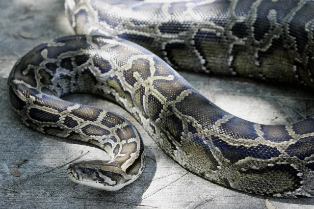 Massive 14-Foot Python Found on New York State Road - Newsweek