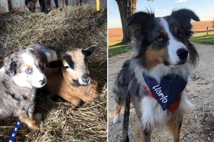 Farm Dog Living His Best Life Surrounded by Animals Wins Pet of the ...