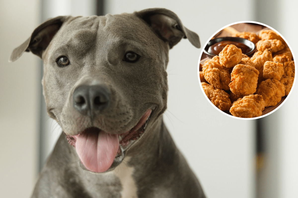 2205370-pit-bull-enjoys-