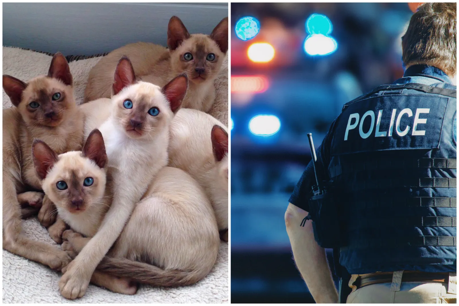 Body Found Inside Home With More Than 60 Cats Inside: Police - Newsweek
