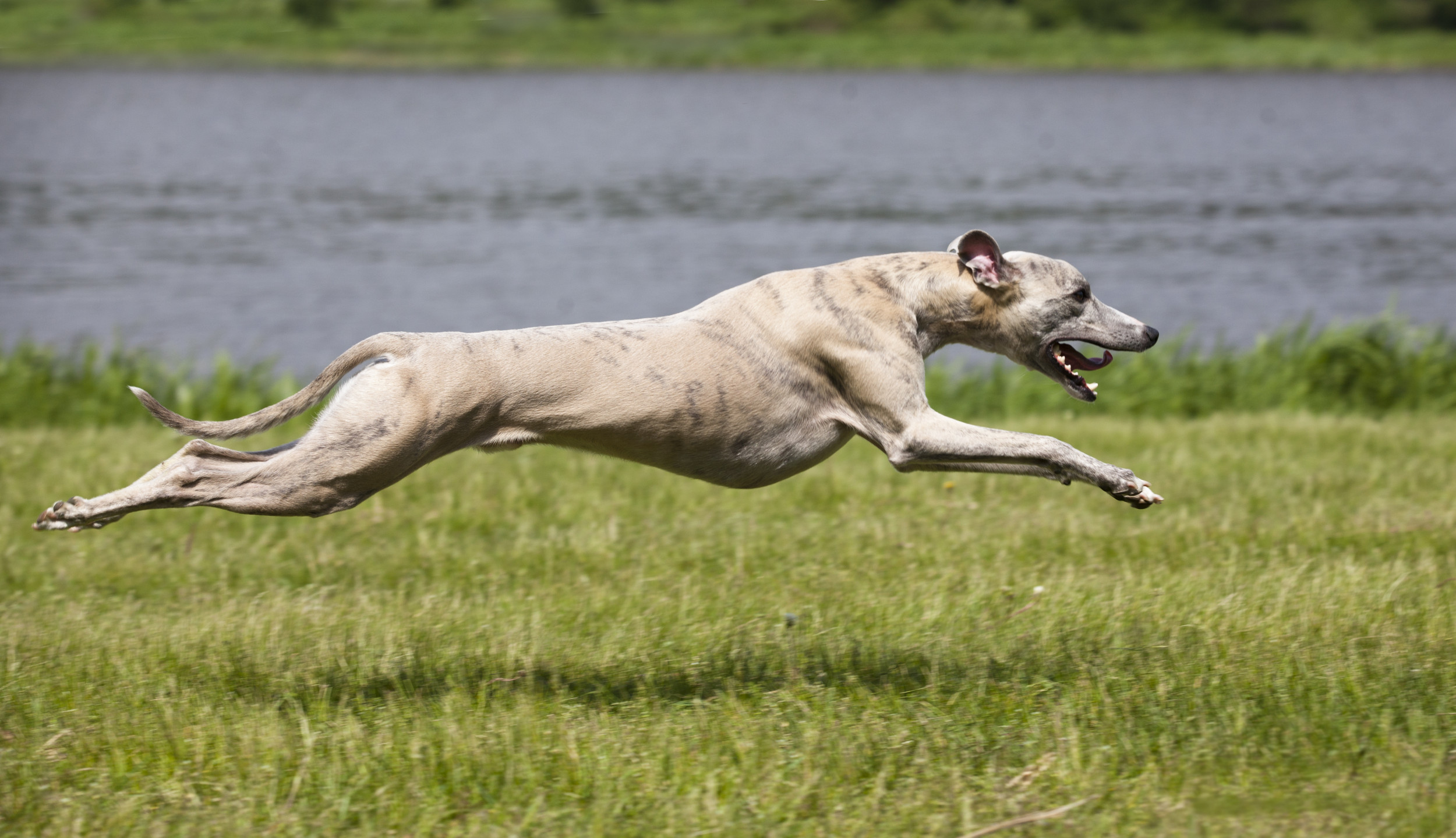 Whippet 'Always Traveling at Full Speed' Leaves Internet in