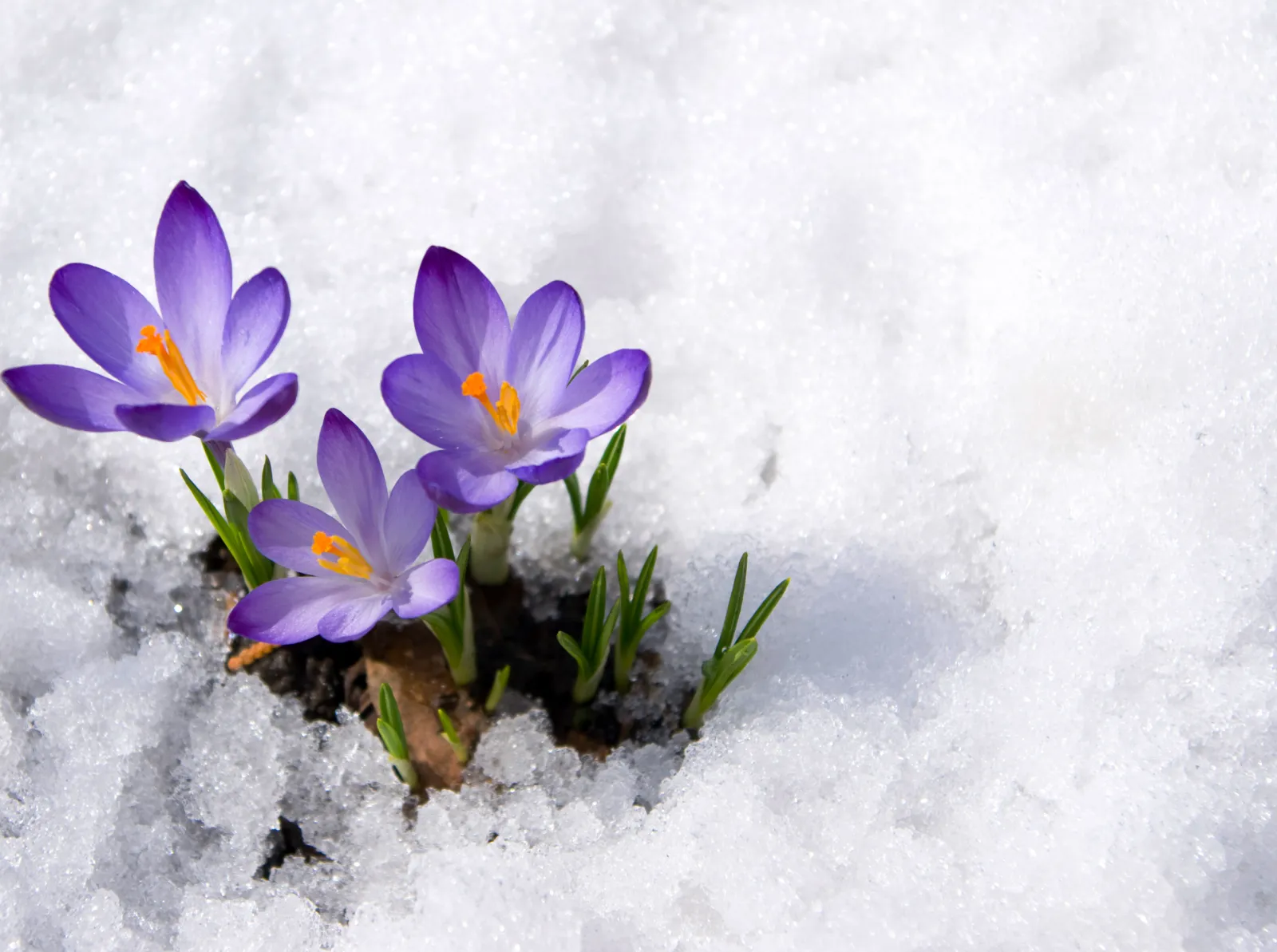Why Spring Is Arriving Earlier - Newsweek