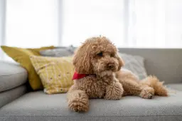 Why Do Dogs Roll on Their Toys: Surprising Reasons Uncovered