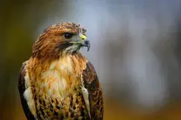 Hawk Filmed Hunting Miniature Dachshund Splits Views: ‘Truly Terrifying’