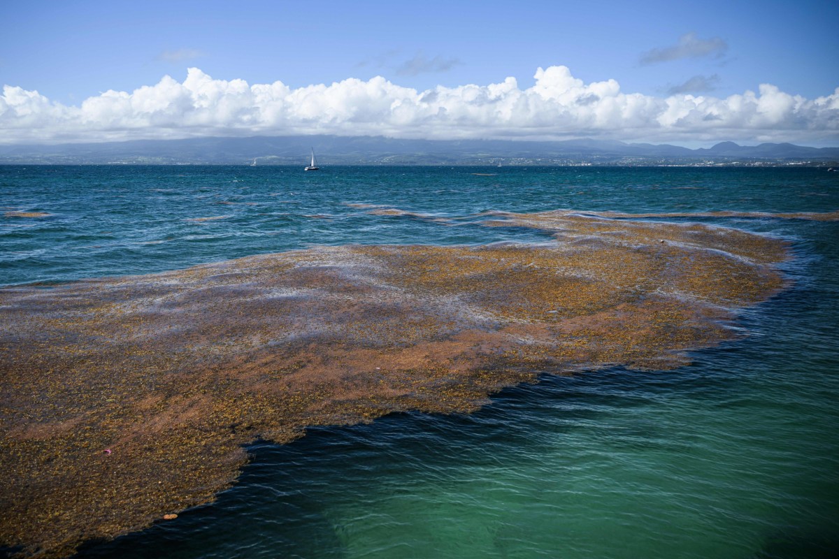 Giant Seaweed Blob With ‘Rotten Eggs’ Smell Could Cover Florida’s ...