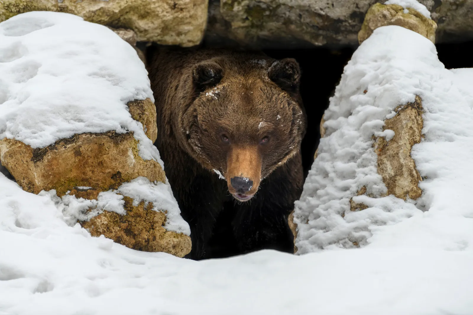 Bears Are Waking Up – And They're Hungry - Newsweek, image size:1600x1066