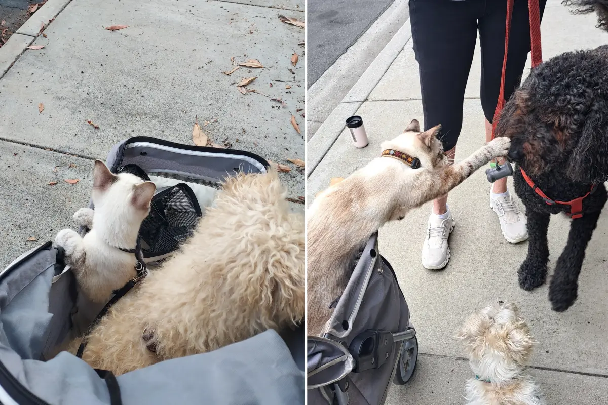 Cat Who Pets Dogs on Daily Walks Wins Pet of the Week - Newsweek