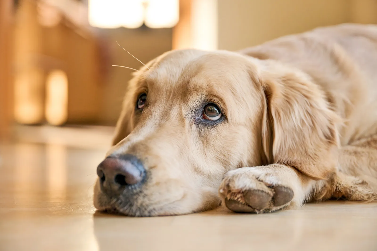 Top 5 Causes of Disobedience in Dogs, According to Animal Behaviorists ...