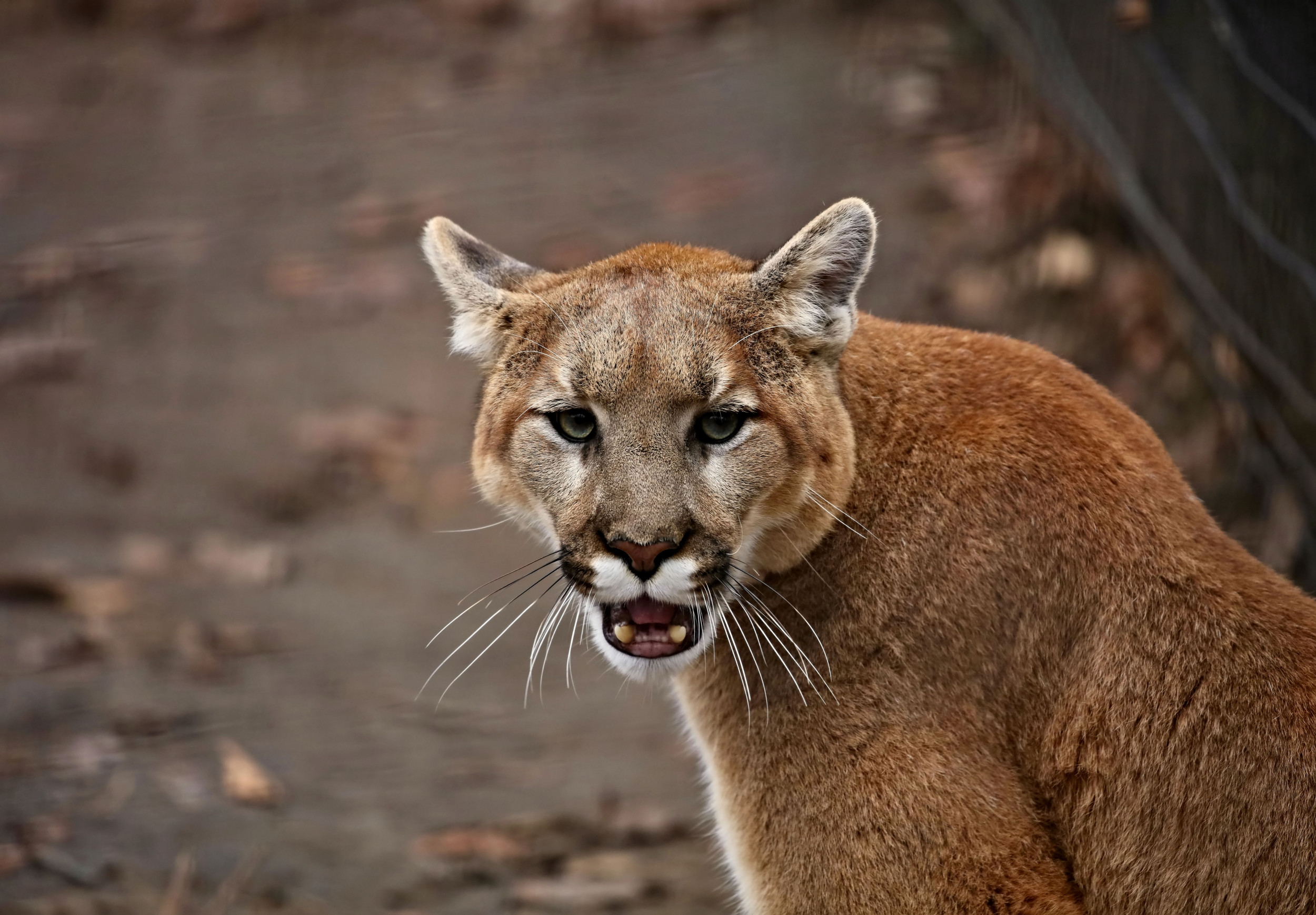 Hunt Sparked for Mountain Lion Who Attacked Man in Arizona - Newsweek