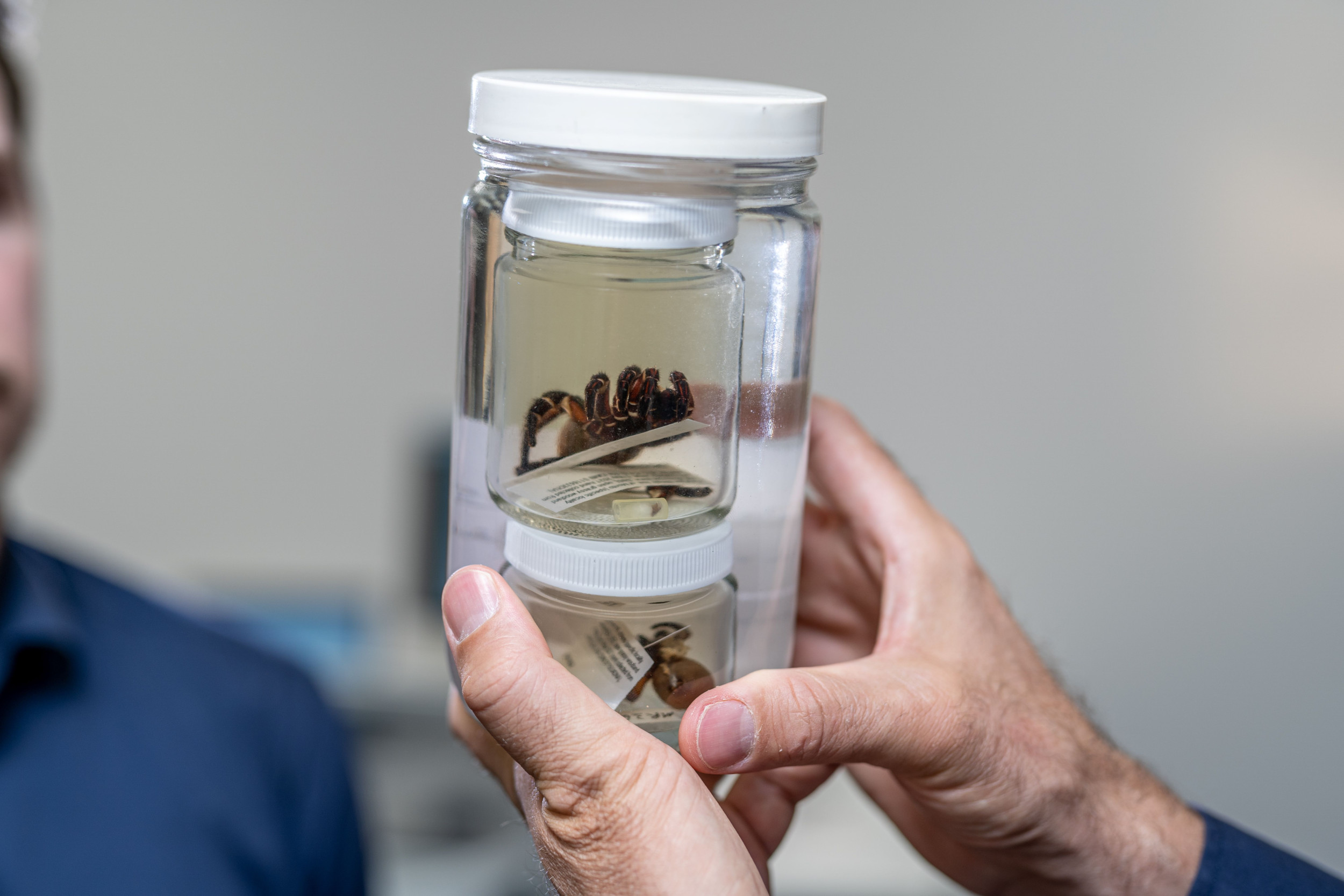 Meet the New Giant Spider Species Described As 'Rare and Secretive
