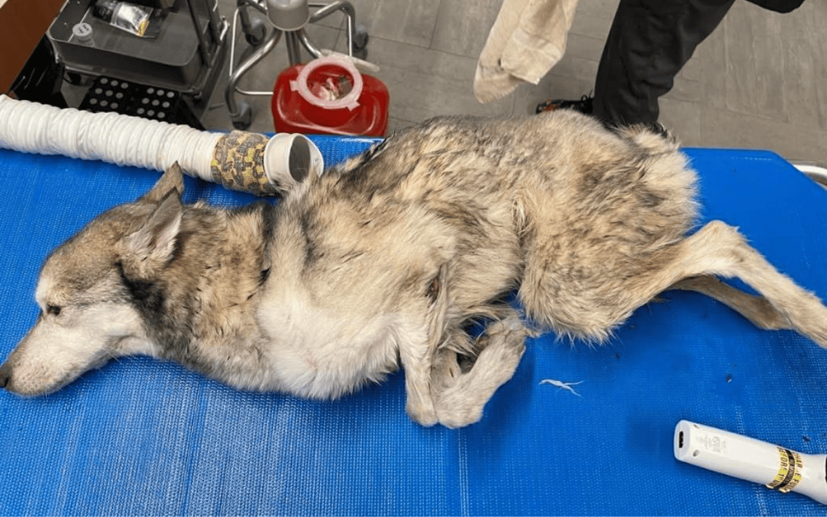 Emaciated Dog Found Dumped in Garbage Bag: ‘It’s a Miracle She Survived ...