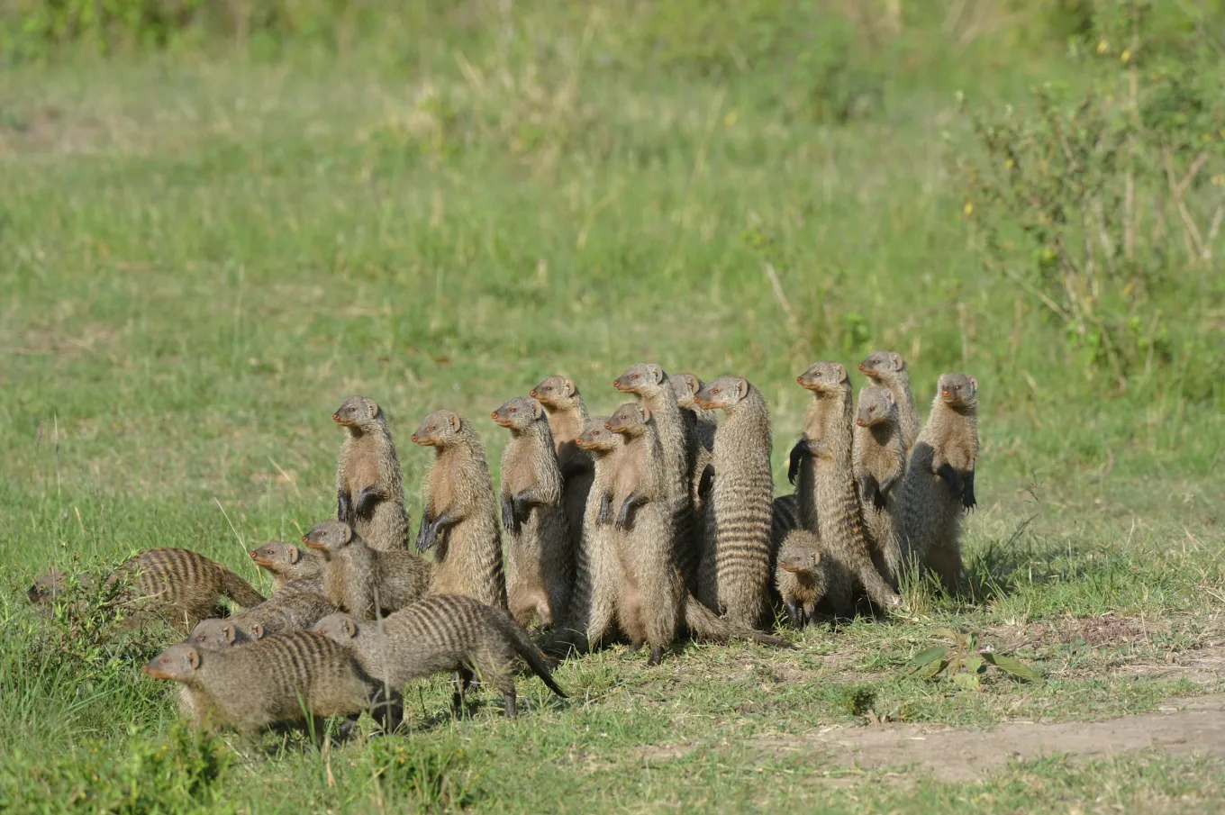 Python Eats Mongoose Python Trying To Make Kill Comes Under Attack From Mongoose Band - Newsweek