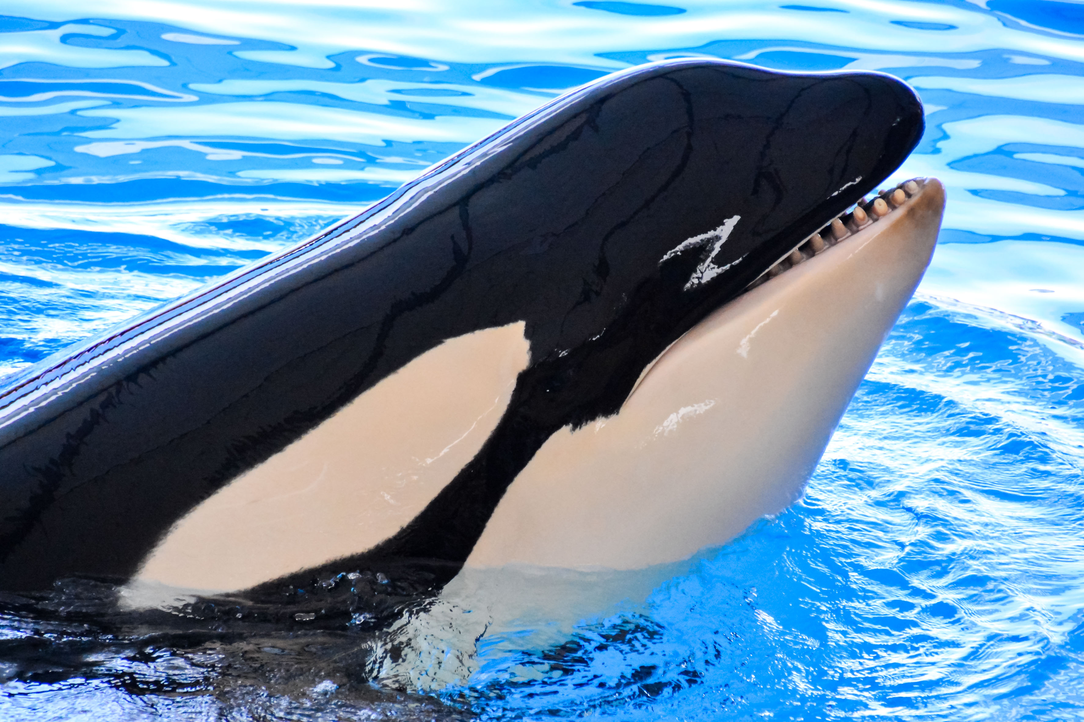 Oldest Captive Orca Could Be Freed After Over 50 Years - Newsweek
