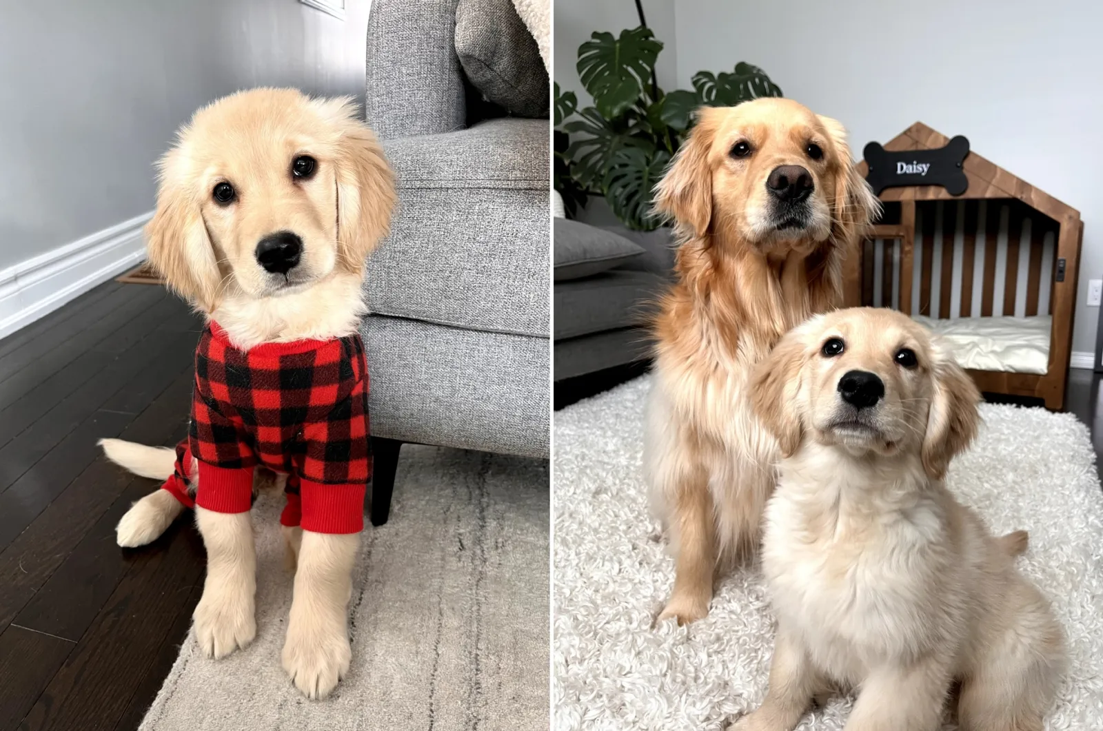 Hearts Melts Over the Naughty 'Crimes' Committed by Golden Retriever Puppy  - Newsweek