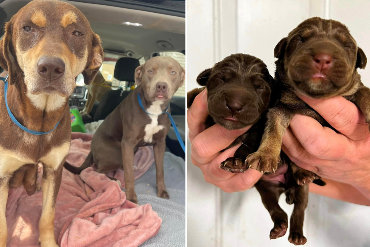 Dog Gives Birth to 8 Healthy Puppies Days After Being Saved From ...