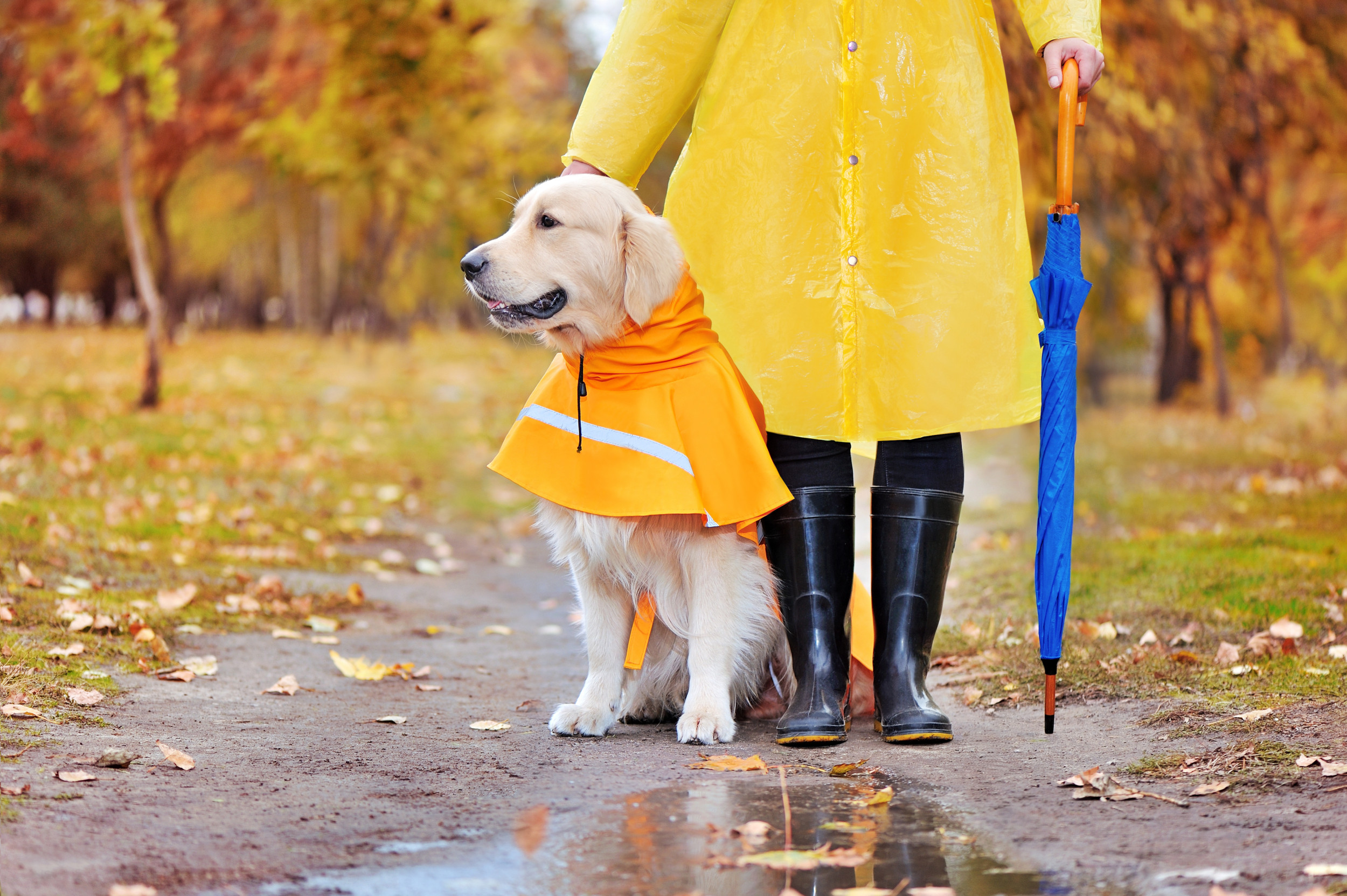 Woman Takes Golden Retriever Out Into Rain—Can’t Cope With What She Does Next
