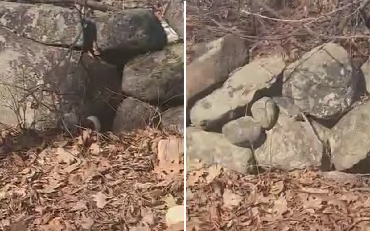 Wild Video of Rats Swarming Roadside After Bags of Rodents ‘Dumped ...