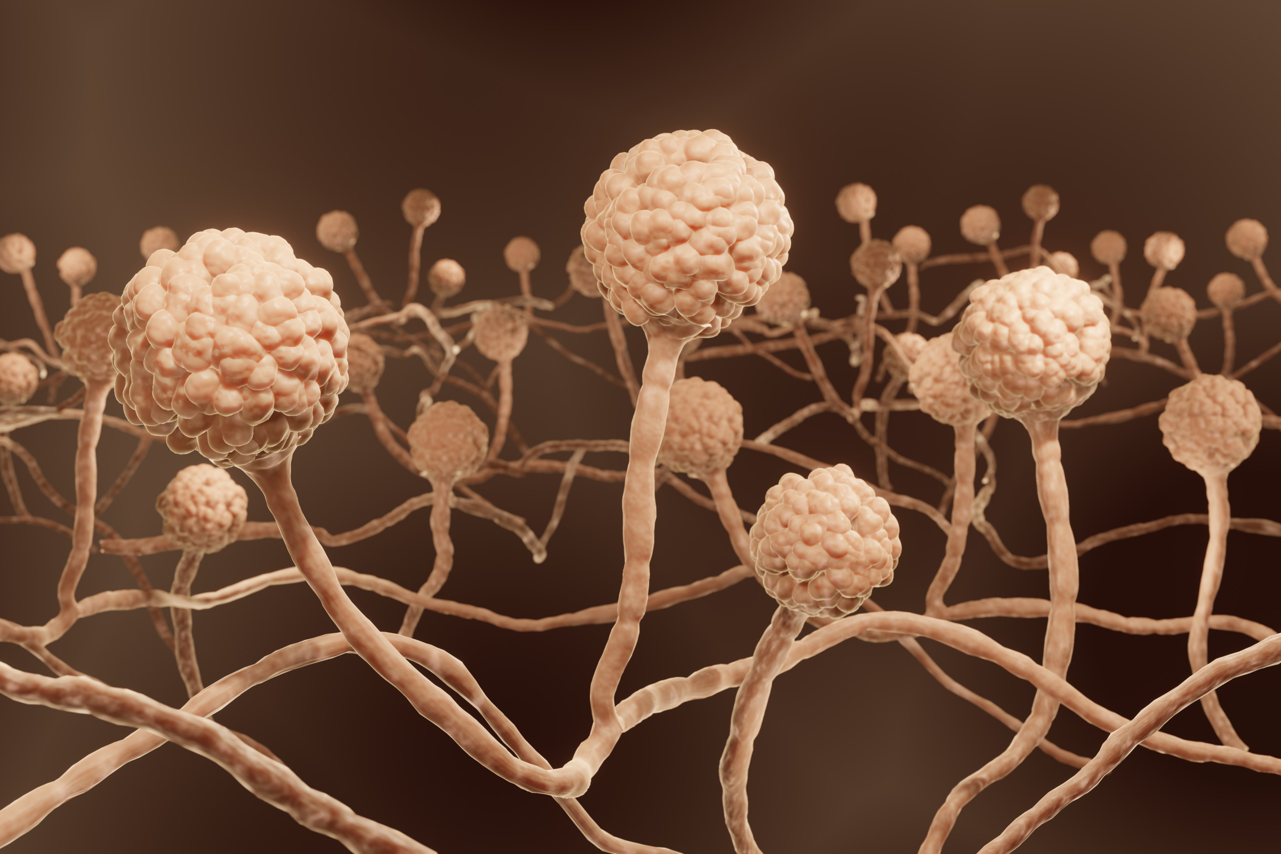 FUNGUS 完売間近！！ Fungi - The Mohamed bin Zayed Species Conservation Fund