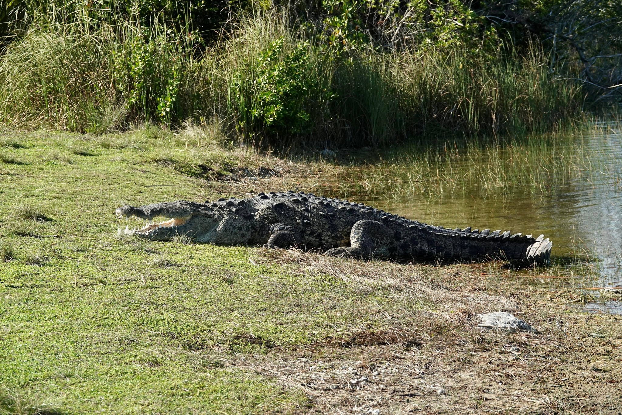 Huge 14-ft. Crocodile Dubbed 'Croczilla' Could Be the Biggest in