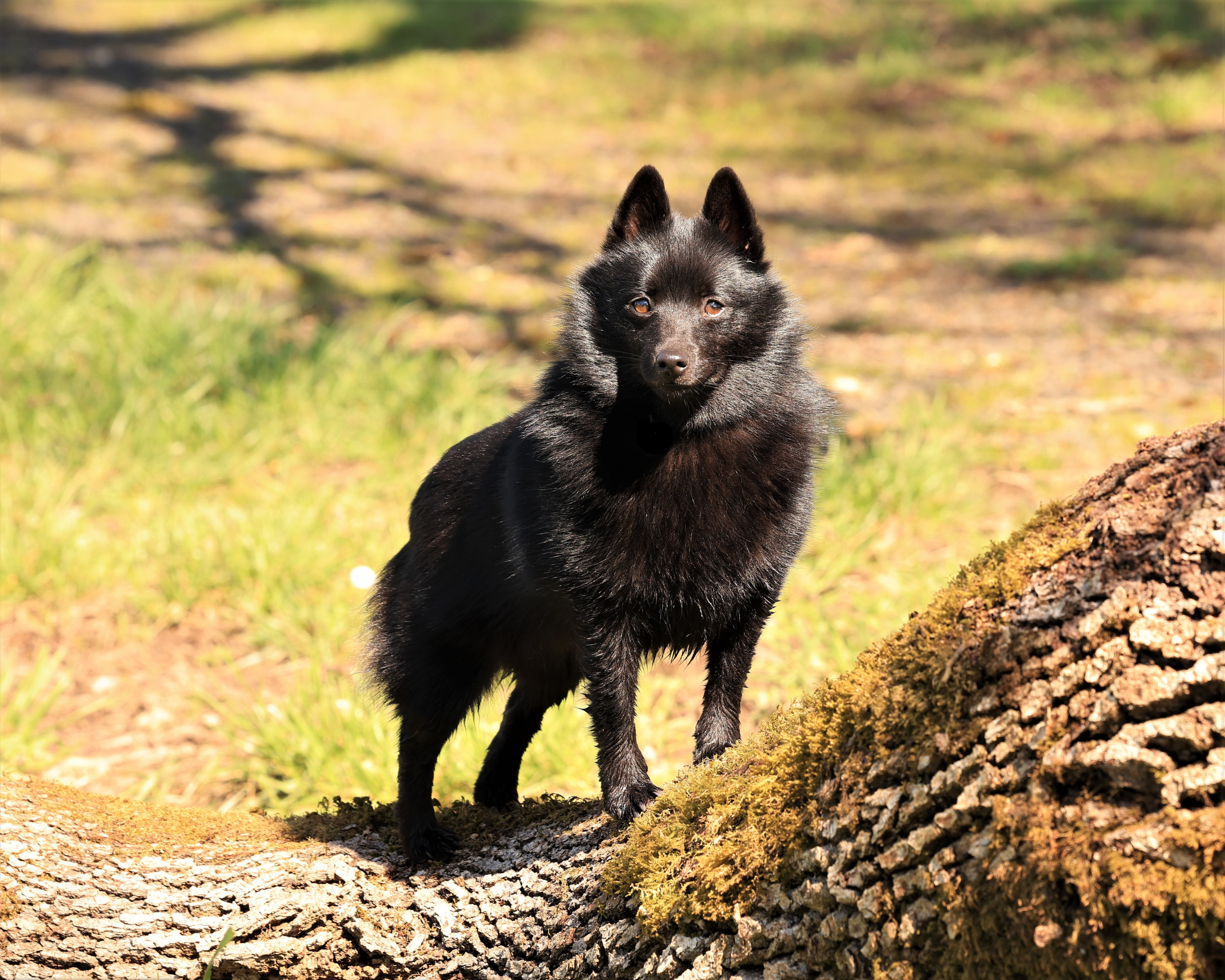 2218305-schipperke-dog.jpg?w=