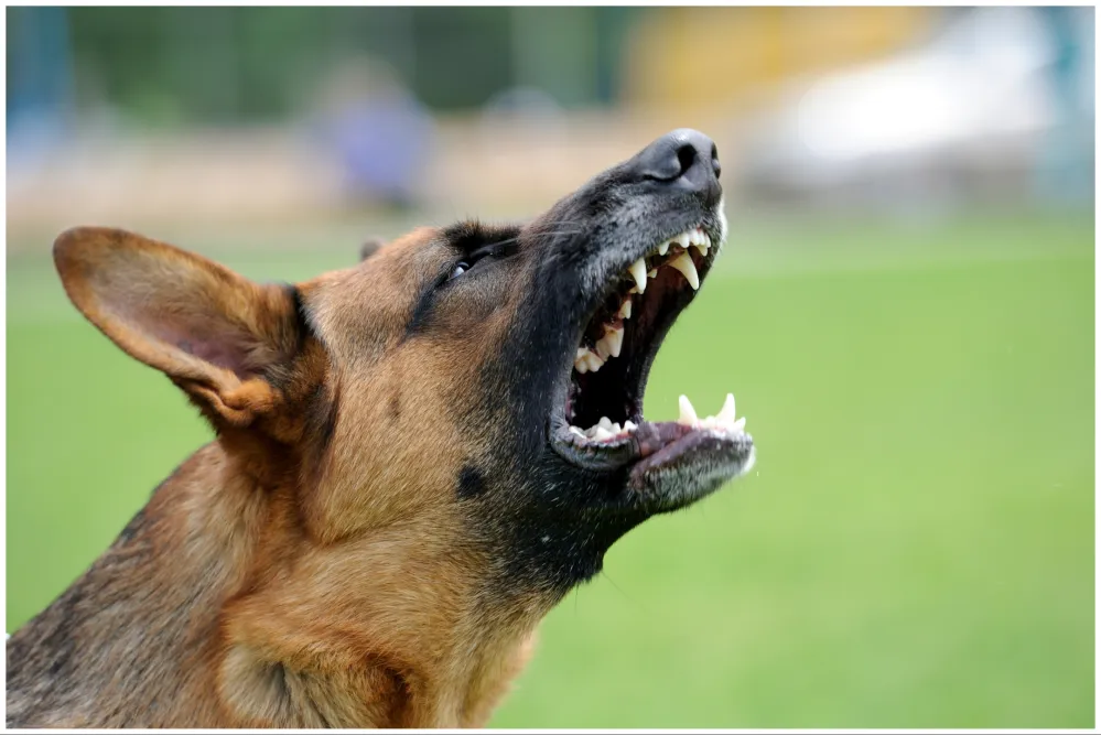 Woman Mauled to Death by Pack of Dogs in Kentucky - Newsweek