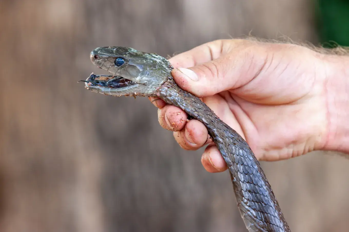 Black mamba being held