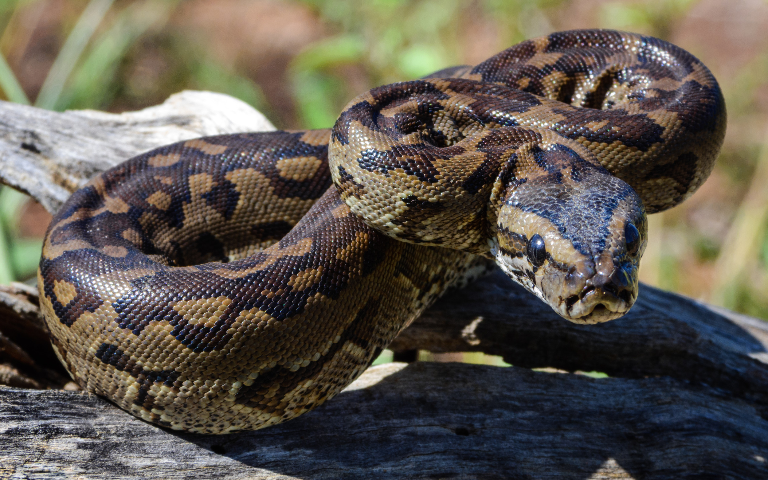 Python Weighing 53lbs Rescued from Barbed Wire: 'Absolute