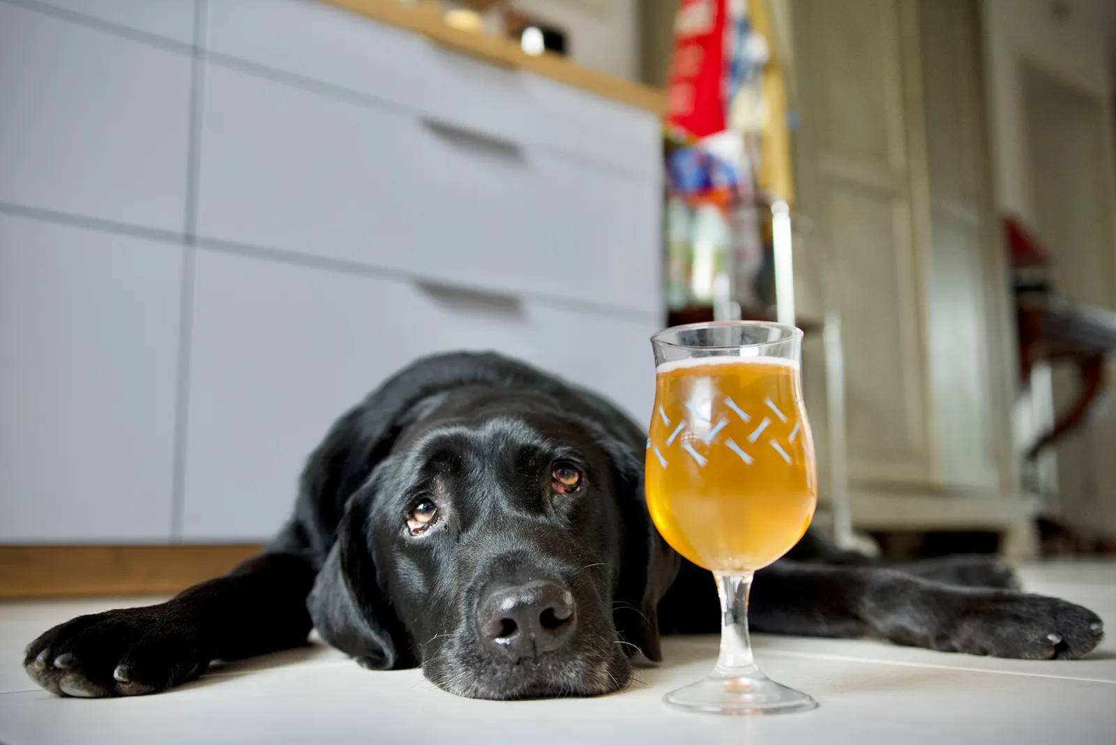 dog addicted to alcohol and cigarettes The Dangers of Giving Dogs Alcohol