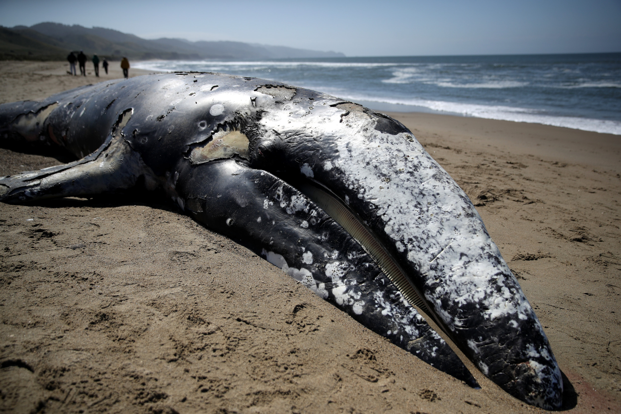 Mystery Surrounds Gray Whale Found on California Beach - Newsweek
