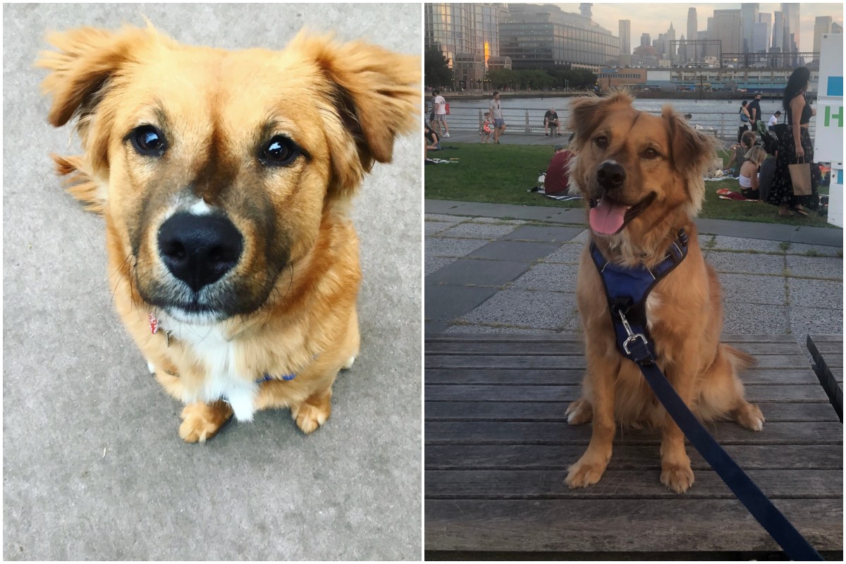 Nervous Rescue Dog Enjoying Walks From Comfort of His Stroller Melts ...