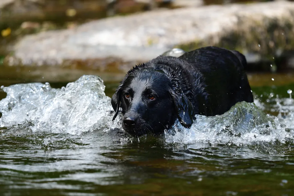 Incredible Moment Passerby Films Heroic Dog Saving Pup Stuck at Sea ...