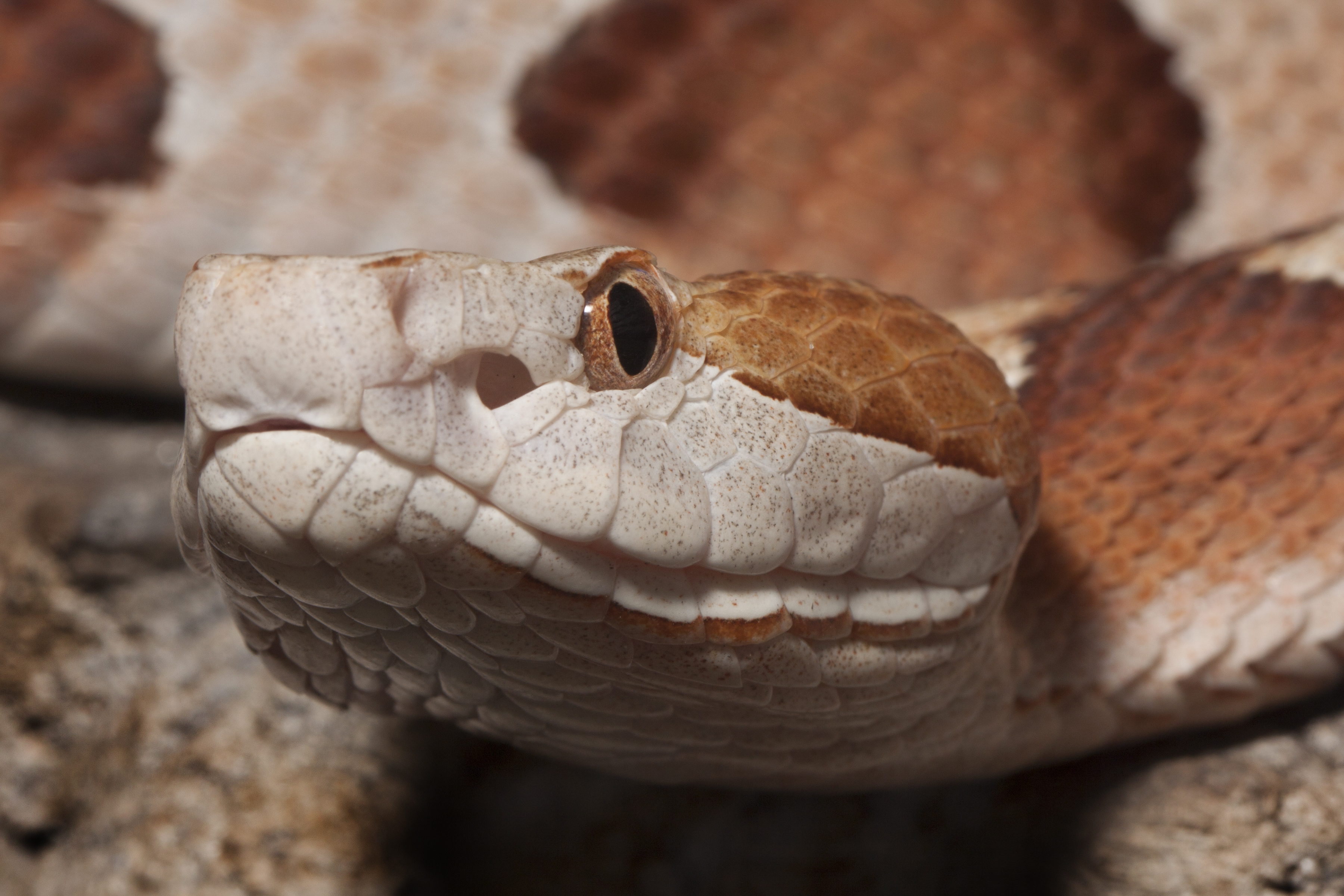 Unique Copperhead Snake with 'Quite an Attitude' Found in Park