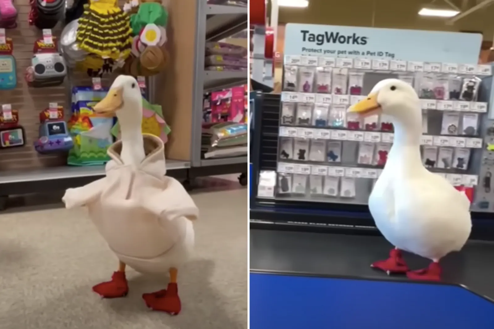 Duck on Trip to PetSmart Drives Everyone Quackers - Newsweek