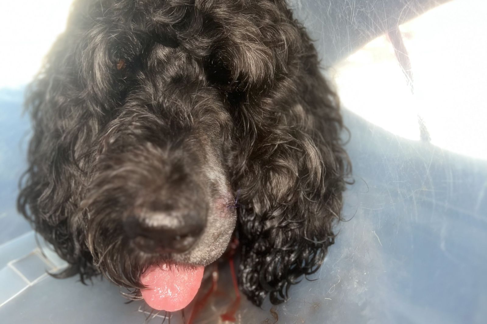 Owner of Dog Shot in Face by Police Vows Legal Action After Officer ...