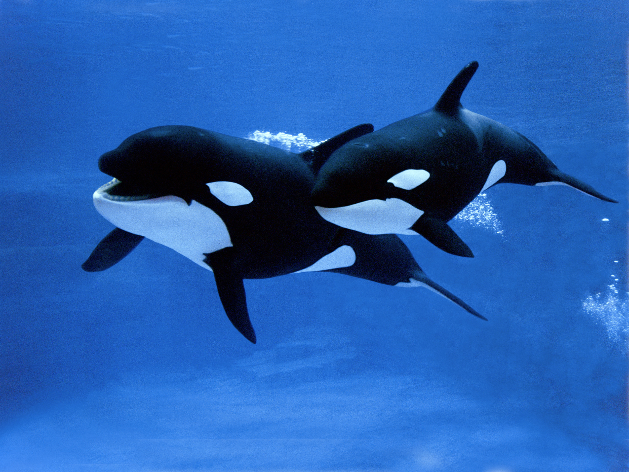 新品、未開封！ORCA Minute Stream2000 新品、未開封！ORCA Minute Stream2000