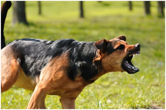 Indiana Woman Dies After Vicious Dog Attack: Police - Newsweek