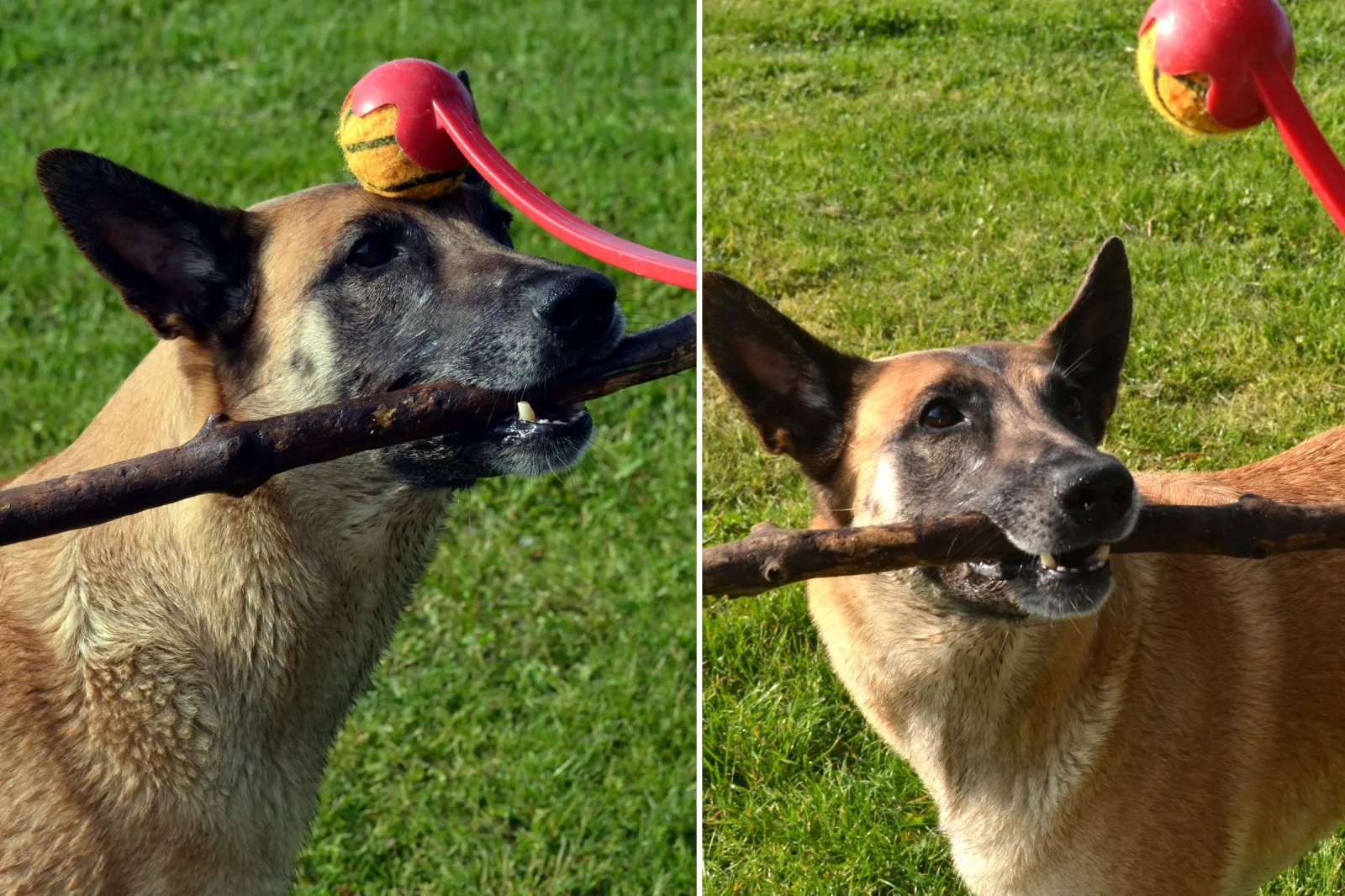 Abused Rescue Dog Has Unexpected Reaction When Taken to Dog Park - Newsweek, image size:1600x1066