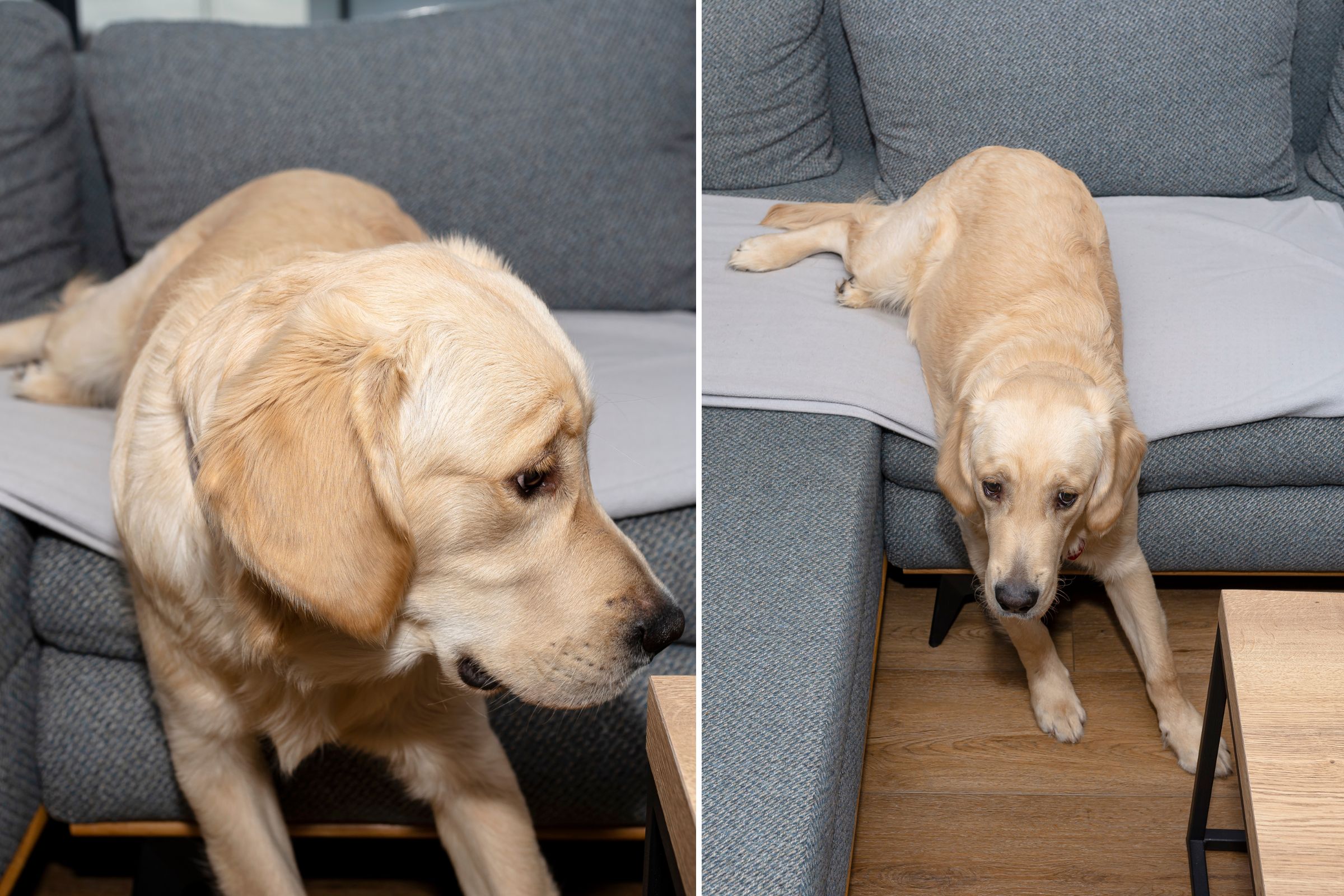 Laughter as Labrador Faceplants Sofa Because 'The Zoomies Hit Too